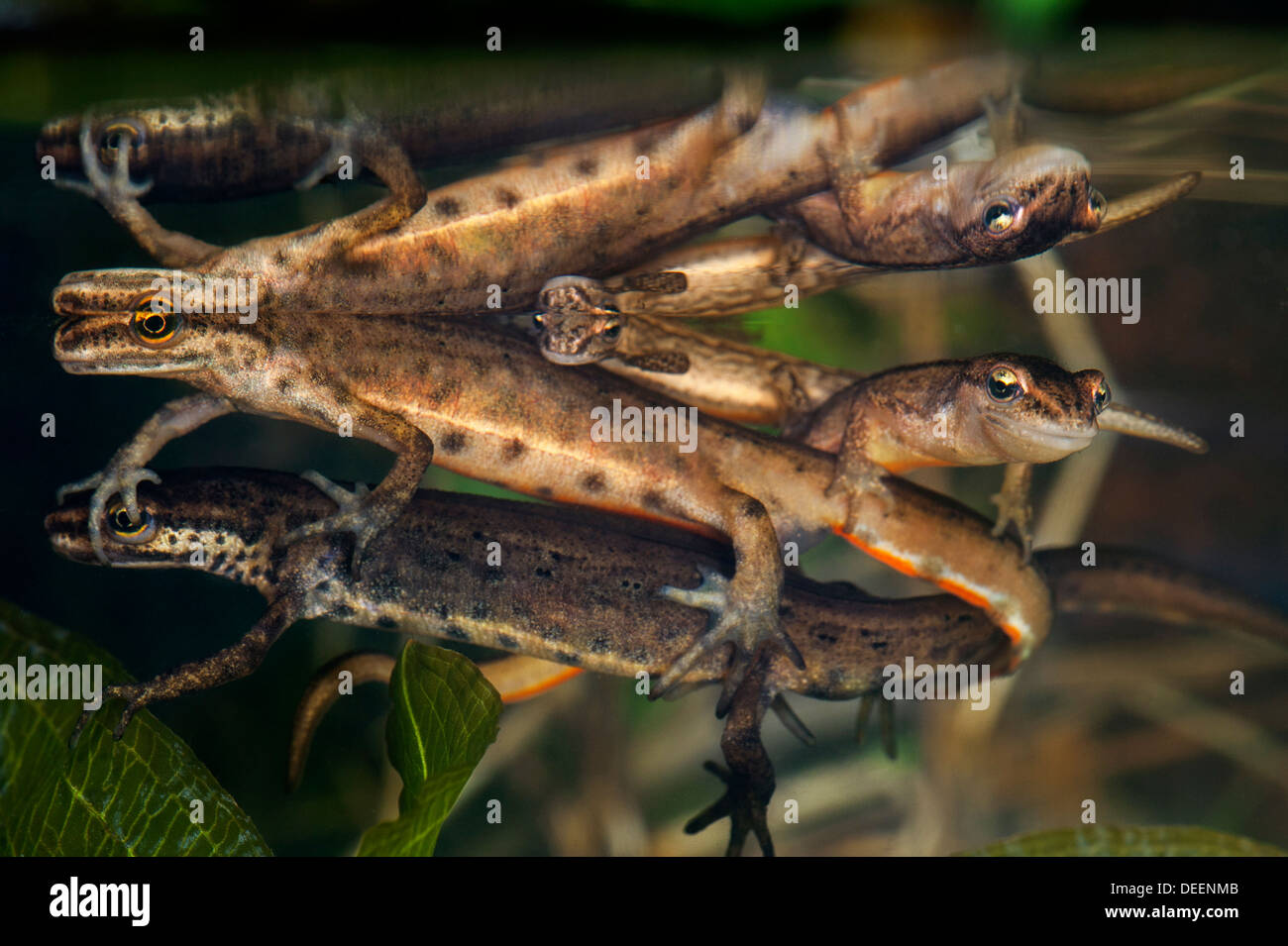 Buon tritoni / comune newt (Lissotriton vulgaris / Triturus vulgaris) visualizzando il comportamento di corteggiamento sott'acqua in primavera Foto Stock
