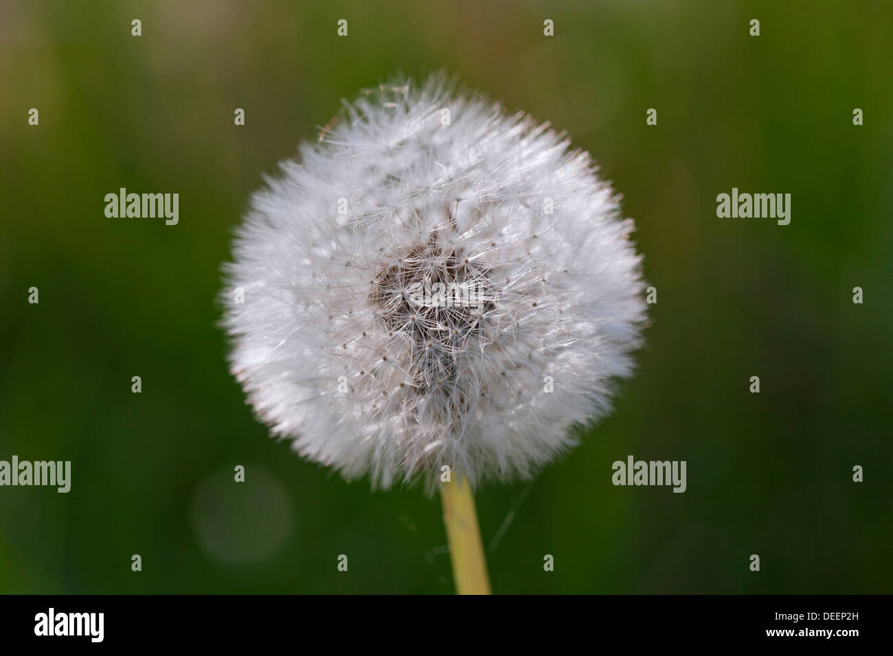 Comune di tarassaco (Taraxacum officinale) seedhead / testa di sementi in prato in primavera Foto Stock