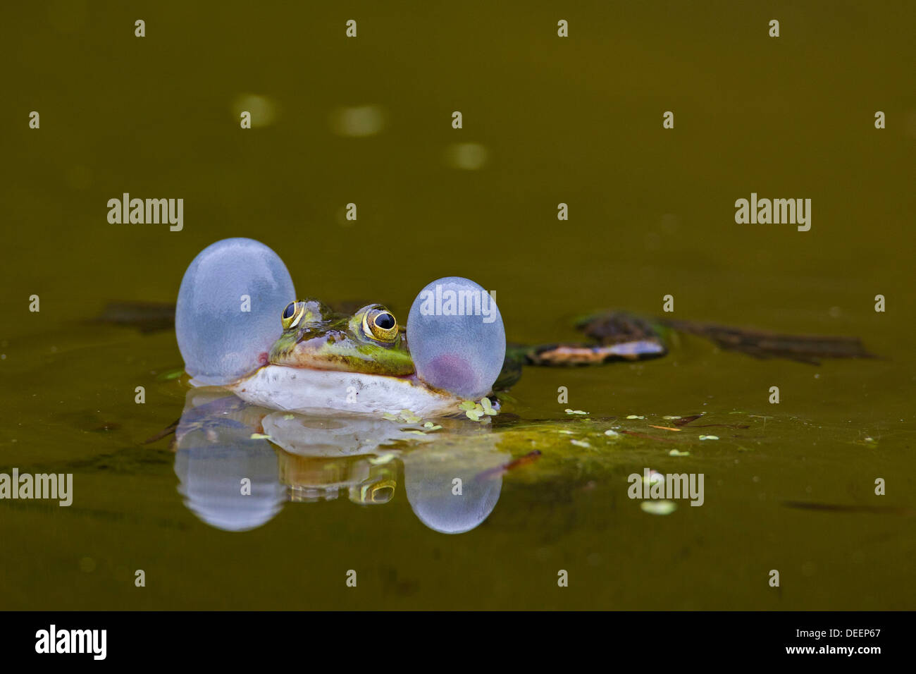 Unione rana verde (Pelophylax kl. esculentus / Rana kl. esculenta) gracchia gonfiando vocal sacs mentre galleggianti in stagno Foto Stock