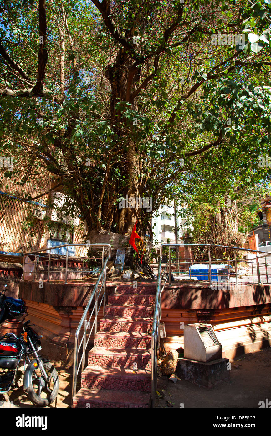 Pipal tree in un tempio, Mahalaxmi tempio, Panaji, Goa, India Foto Stock