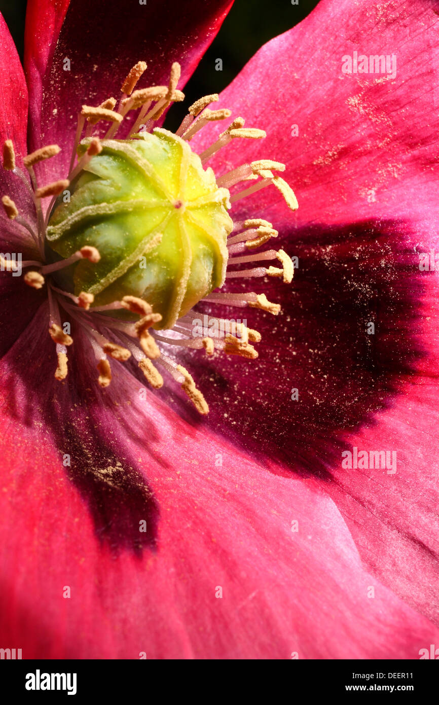 Chiusura del fiore di papavero Foto Stock