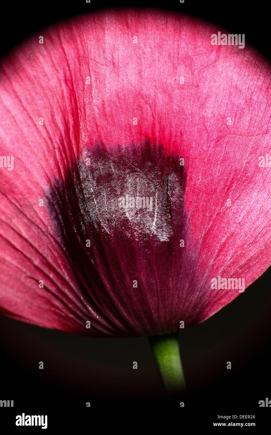 Chiusura del fiore di papavero Foto Stock