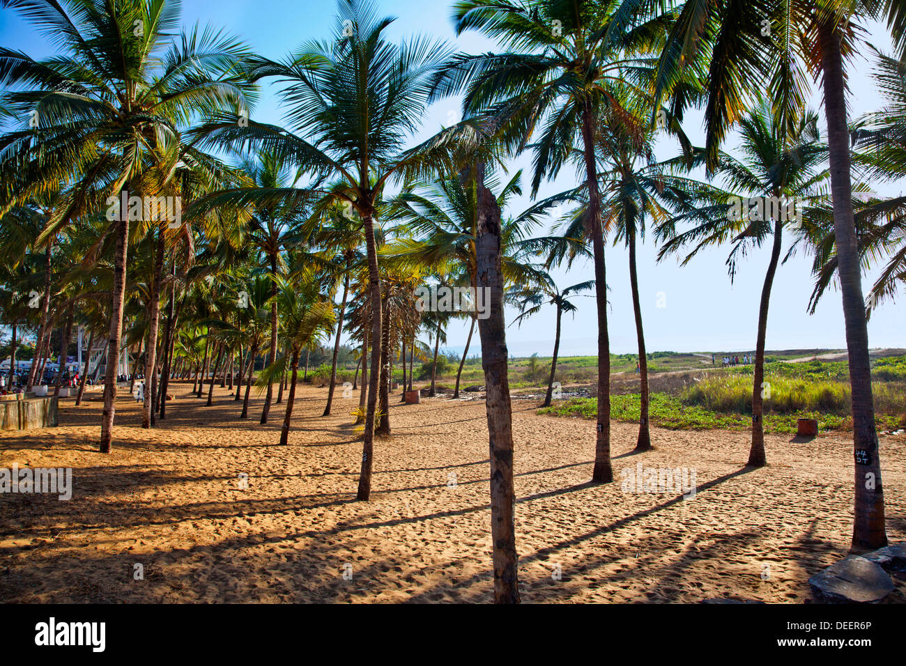 Le palme sulla spiaggia Miramar Beach, Panaji, Goa nord, Goa, India Foto Stock