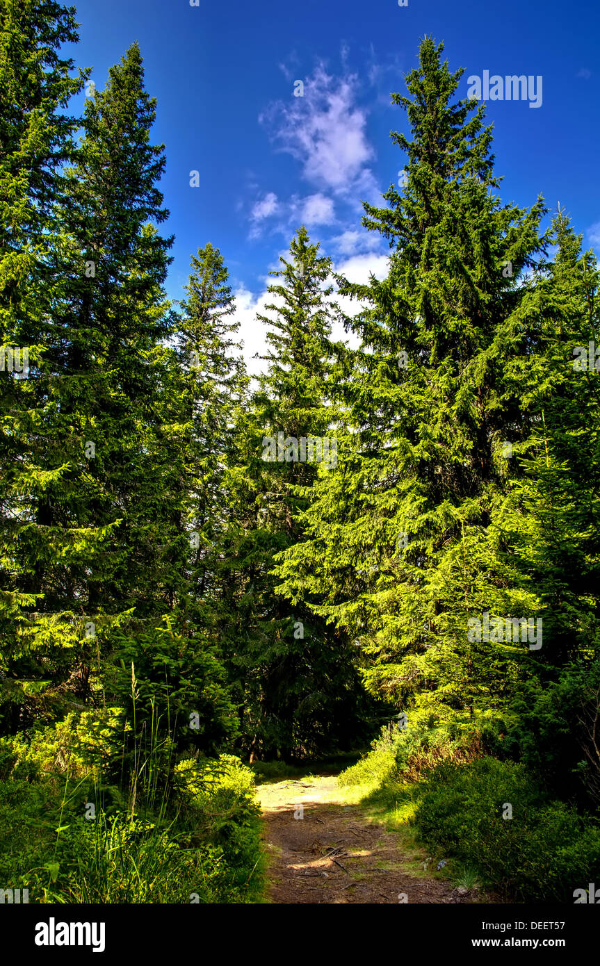 Foothpath attraverso il buio e la foresta dei Carpazi in Transilvania, Romania Foto Stock