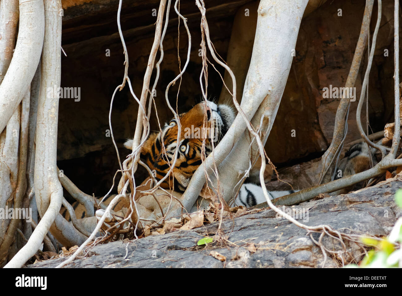 Adulto tigre maschio all'interno della grotta di appoggio e di guardare al Ranthambhore Riserva della Tigre, India. ( Panthera Tigris ) Foto Stock