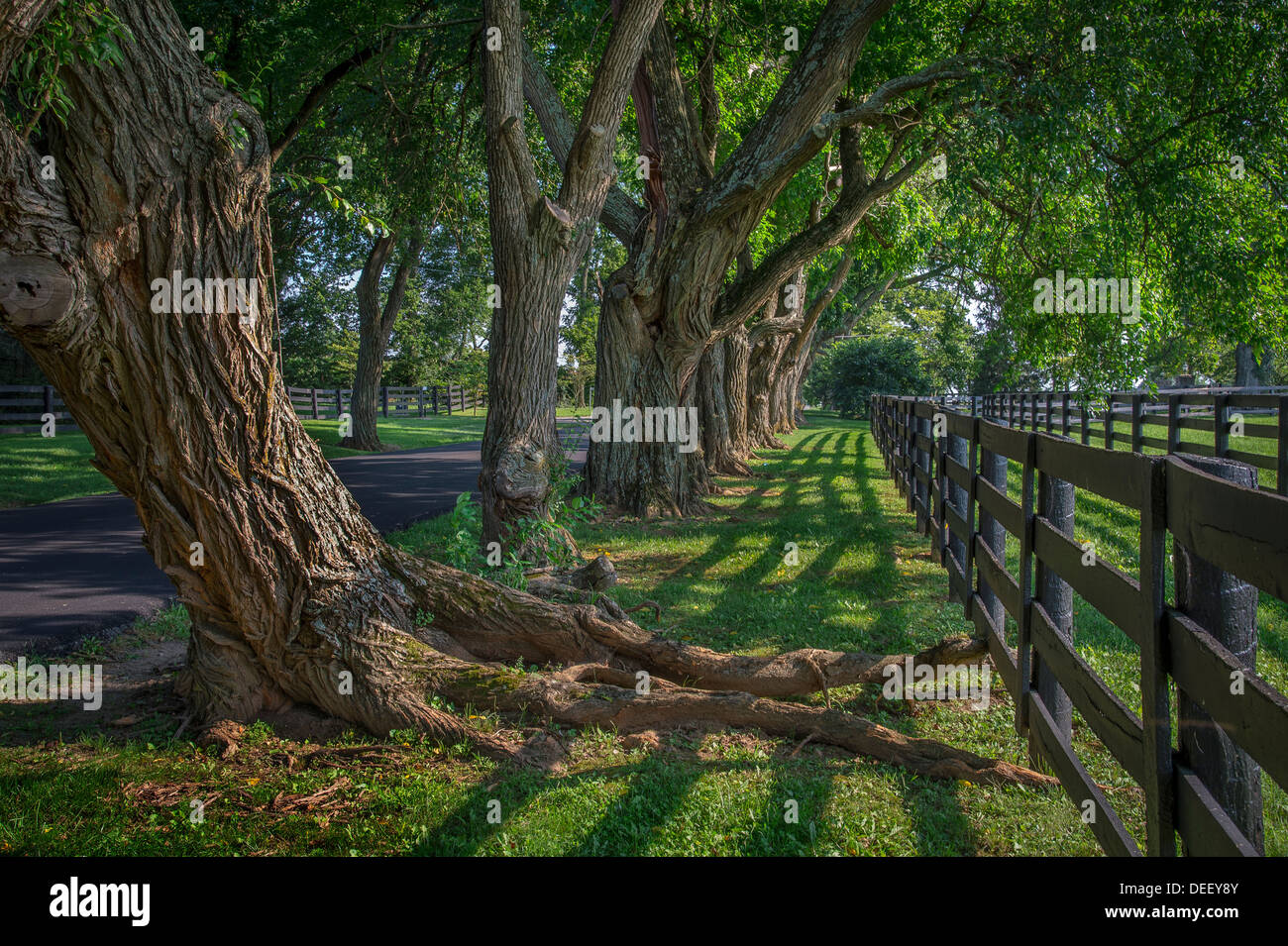 Fila di vecchi alberi nodose sul lato della strada con il recinto Foto Stock