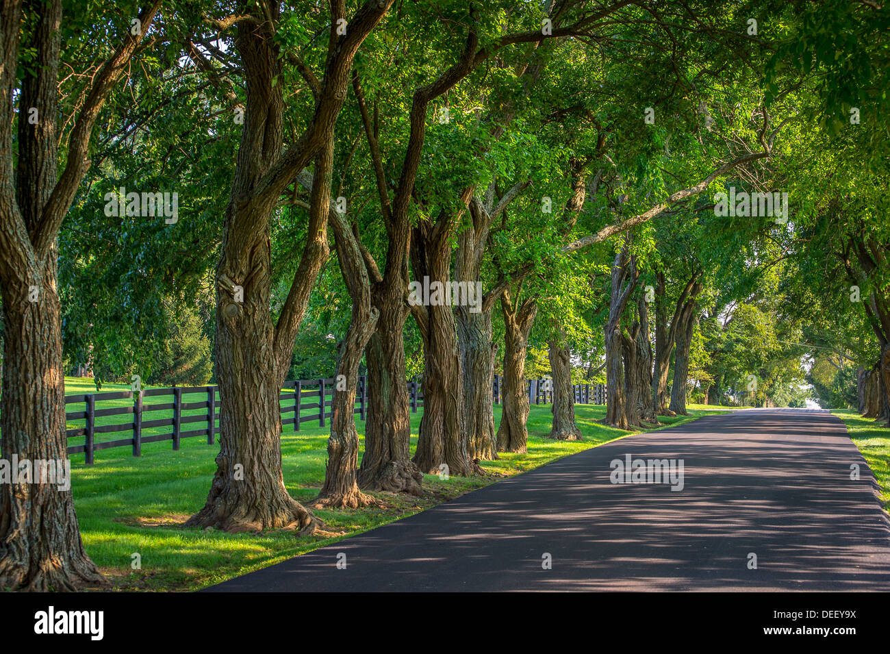 Fila di vecchi alberi nodose sul lato della strada con il recinto Foto Stock