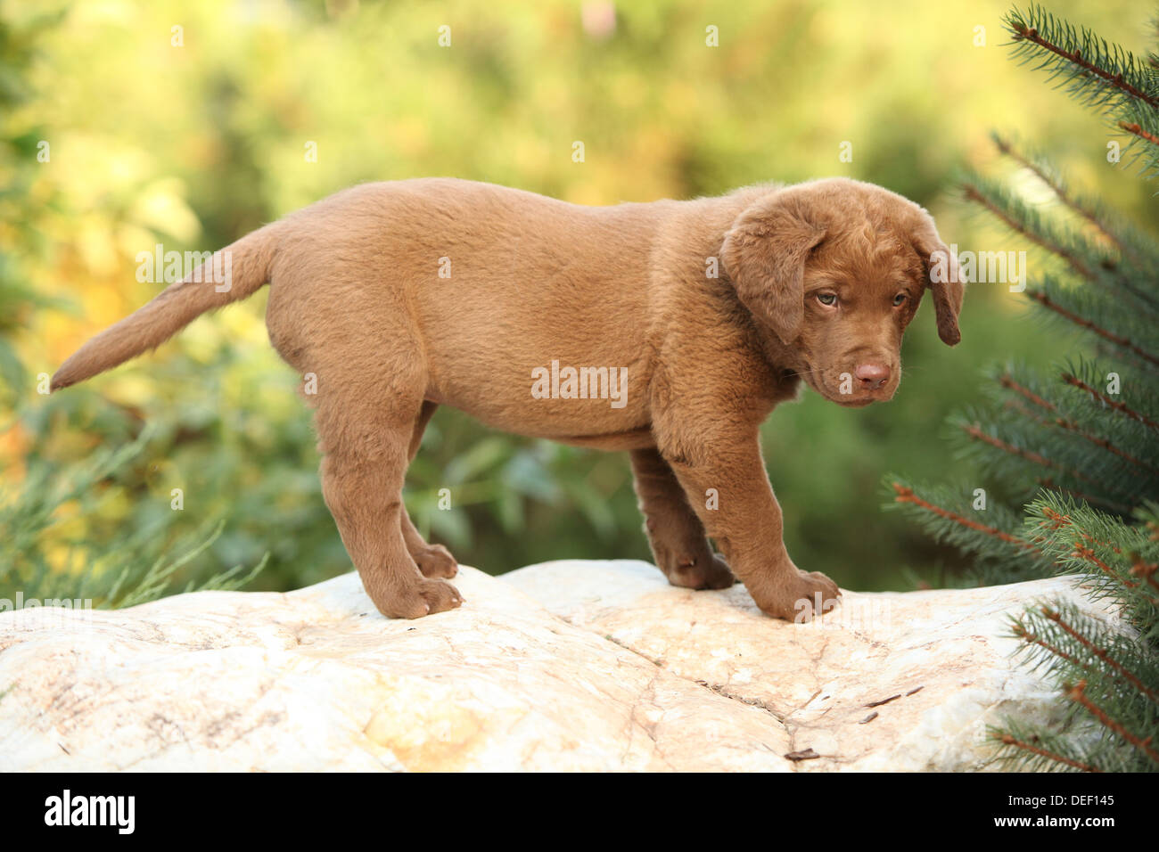 Chesapeake bay retriever cucciolo permanente sul big stone Foto Stock