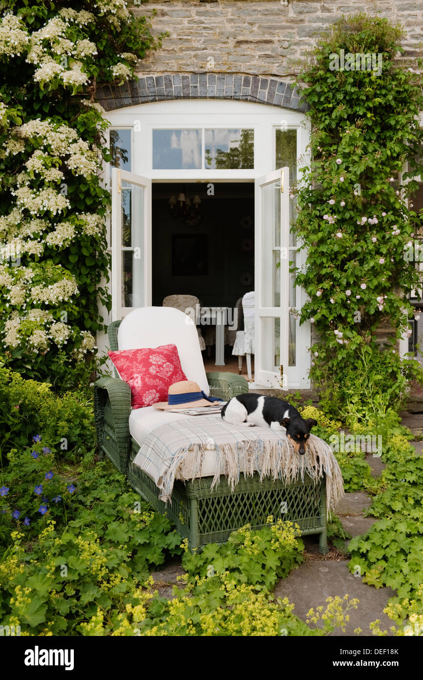 Jack Russell sul lettino alla porta sul retro del paese ricoperta residence patio Foto Stock