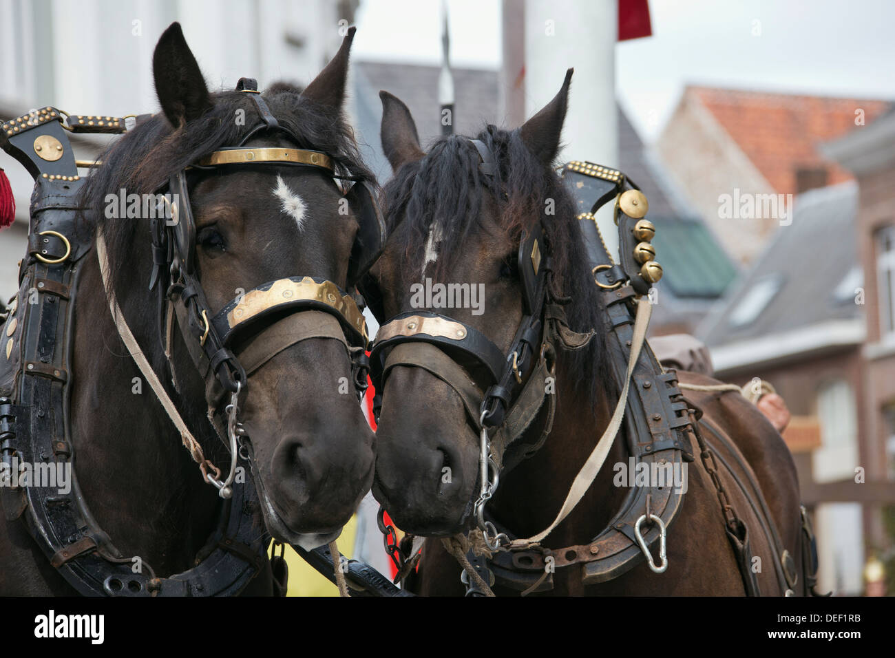 Due cavalli unendo le loro teste insieme Foto Stock