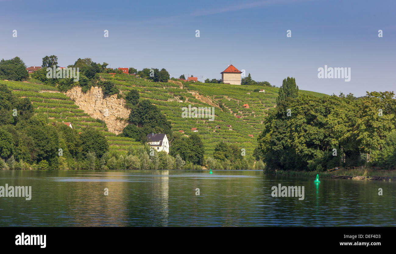 Vigneti affiancano il fiume Neckar a Stoccarda, Germania Foto Stock