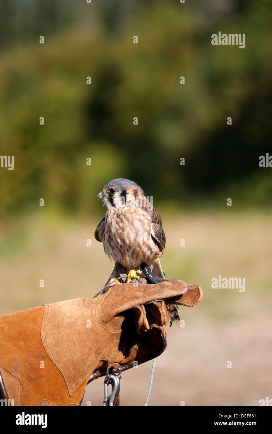 Un Americano gheppio appollaiato su un falconiere del guanto in pelle Foto Stock