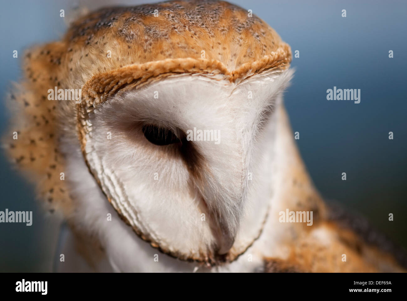 Chiudere fino a un barbagianni Foto Stock