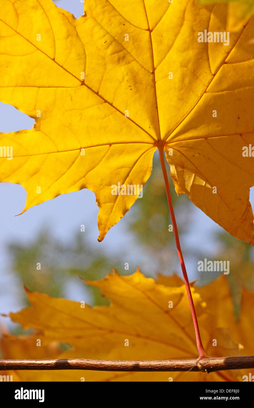 Close up di giallo acero leaf Foto Stock