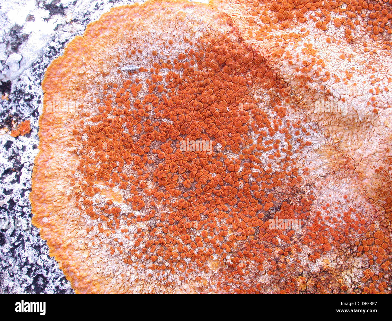 Crustose lichen Caloplaca (sp) inserita in una roccia calcarea Foto Stock