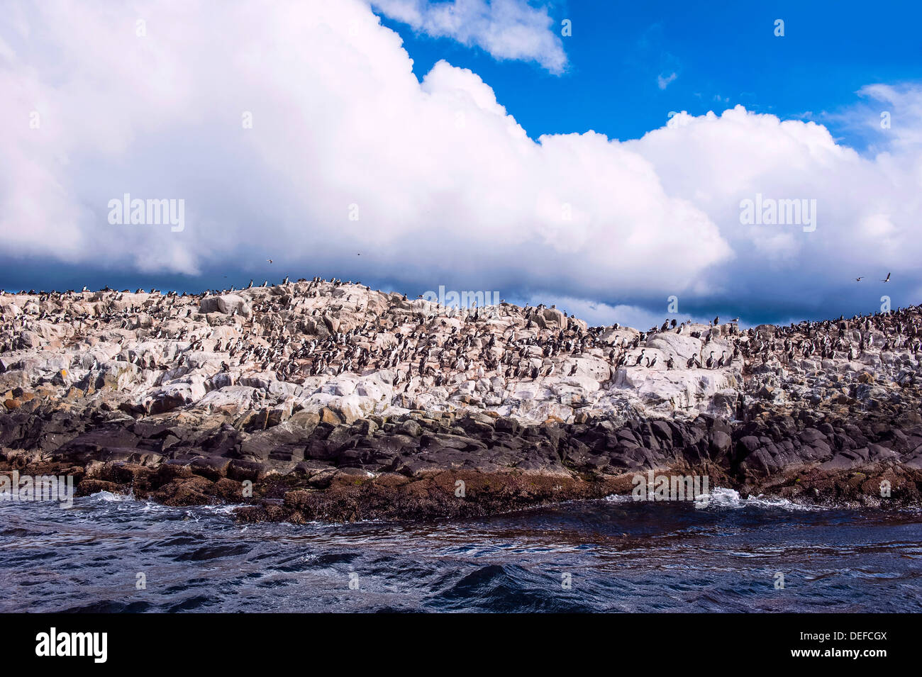 Comorants su un isola nel Canale del Beagle, Ushuaia, Tierra del Fuego, Argentina, Sud America Foto Stock