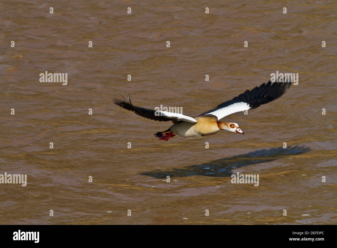Oca egiziana (Alopochen aegyptiacus) volare oltre il fiume Mara, il Masai Mara riserva faunistica, Kenya. Foto Stock