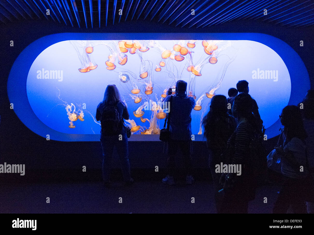 I visitatori di Monterey Aquarium ammirando la gelatina di pesce Foto Stock