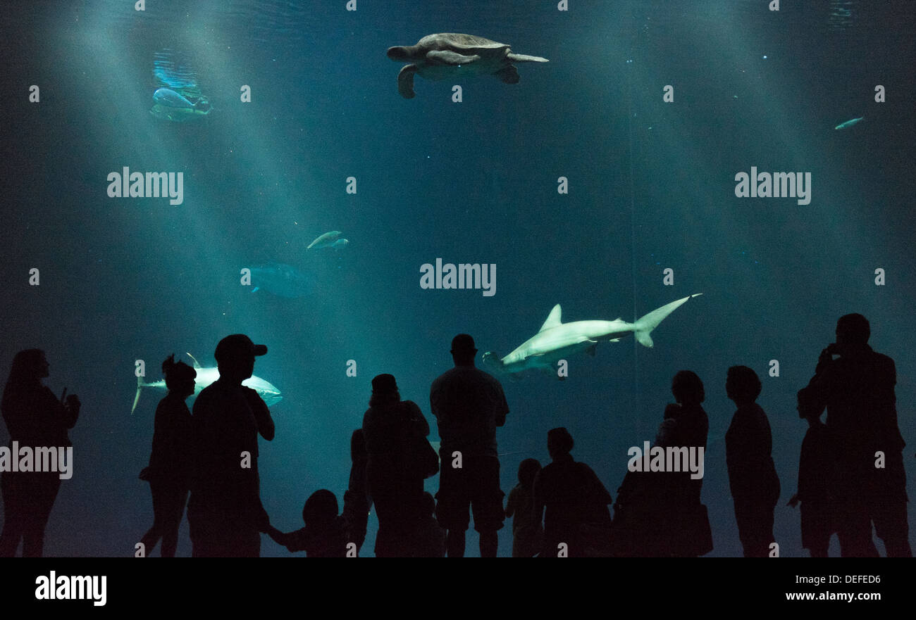 I visitatori di Monterey Aquarium ammirare i pesci di grandi dimensioni e la tartaruga Foto Stock