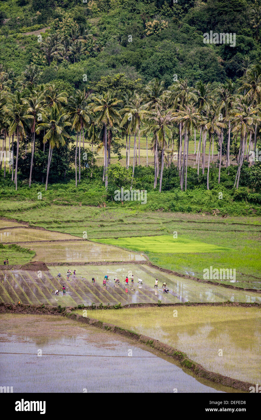 Paddy contadini al lavoro nei campi di riso, Sumba, Indonesia, Asia sud-orientale, Asia Foto Stock