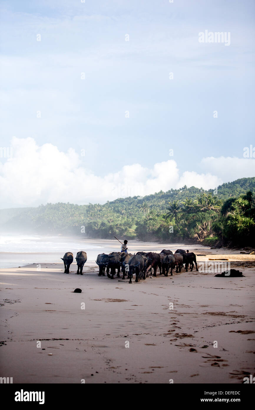 Buffalo herders sulla spiaggia di Sumba, Indonesia, Asia sud-orientale, Asia Foto Stock