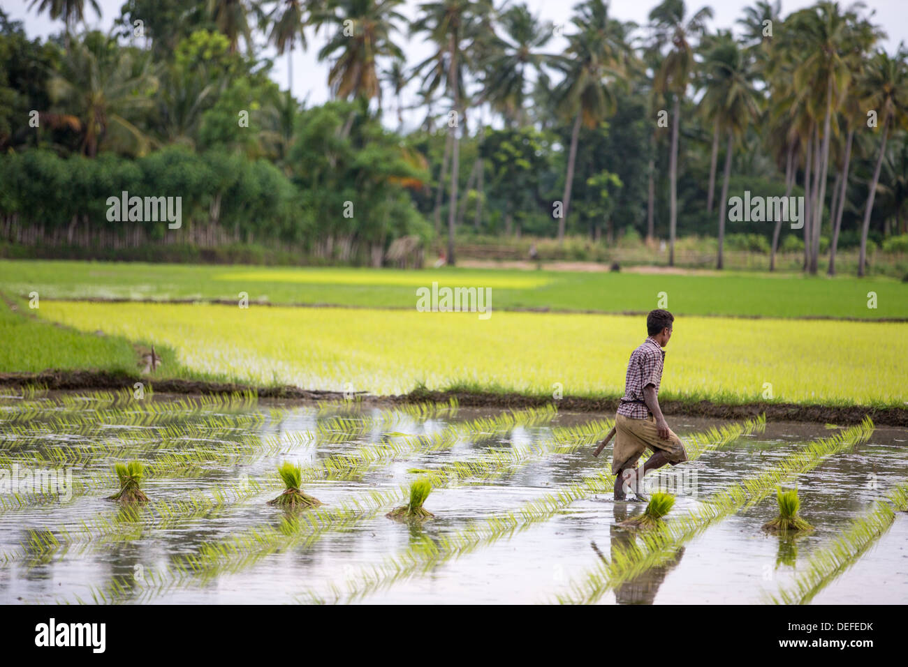 Una risaia contadino al lavoro in un campo di riso, Sumba, Indonesia, Asia sud-orientale, Asia Foto Stock