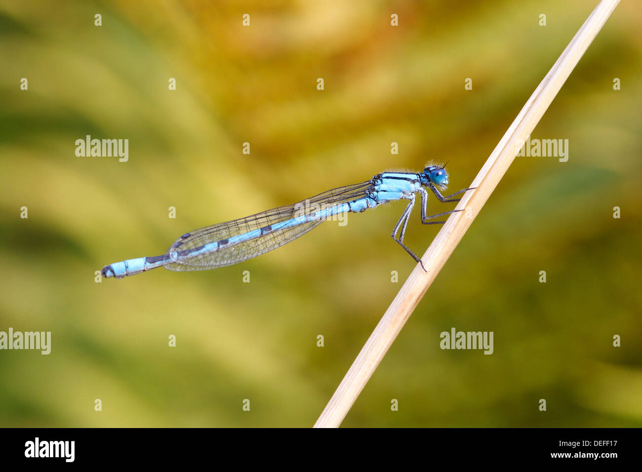 Comune Damselfly blu (Enallagma cyathigera), maschile seduto su un ramo, Nord Reno-Westfalia, Germania Foto Stock