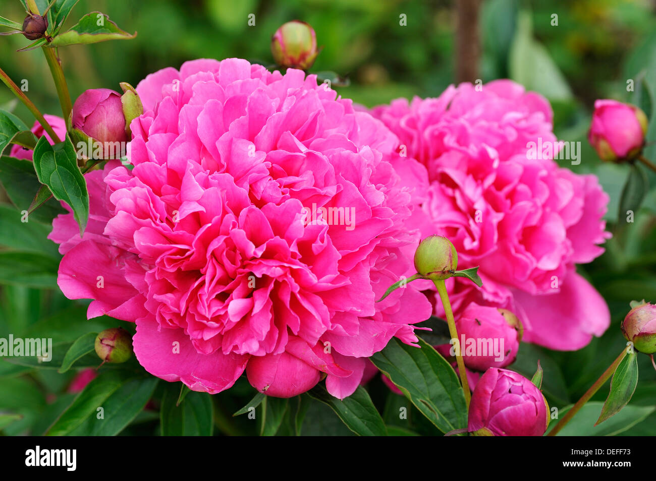 Peonia (Paeonia), fiori e boccioli, Berchtesgadener Land District, Alta Baviera, Baviera, Germania Foto Stock