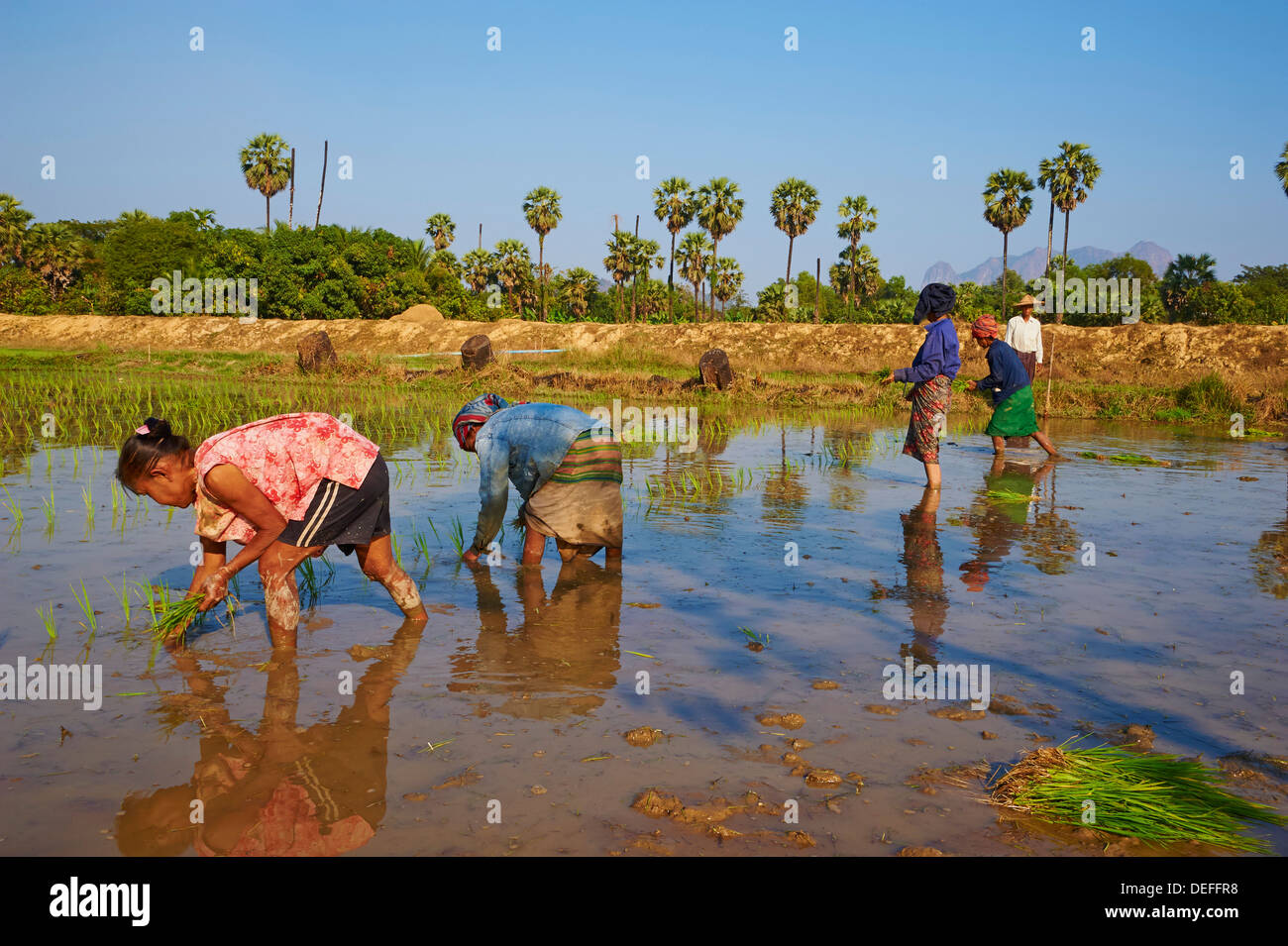 Campo di riso nei pressi di Hpa-an, Karen Stato, Myanmar (Birmania), Asia Foto Stock