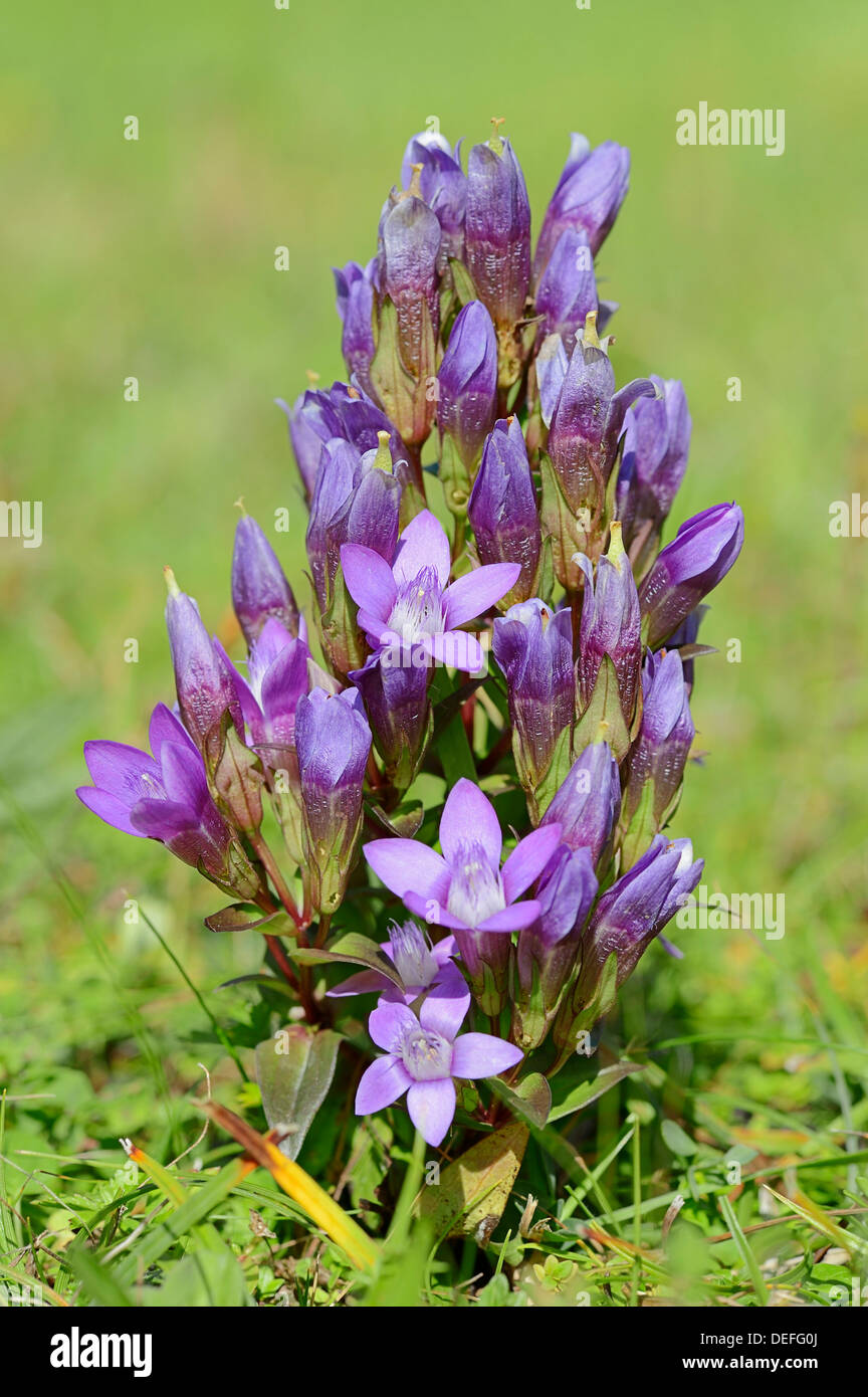 Chiltern Genziana o tedesco la genziana (Gentianella germanica, Gentiana germanica), Werdenfelser Land, Alta Baviera, Baviera Foto Stock