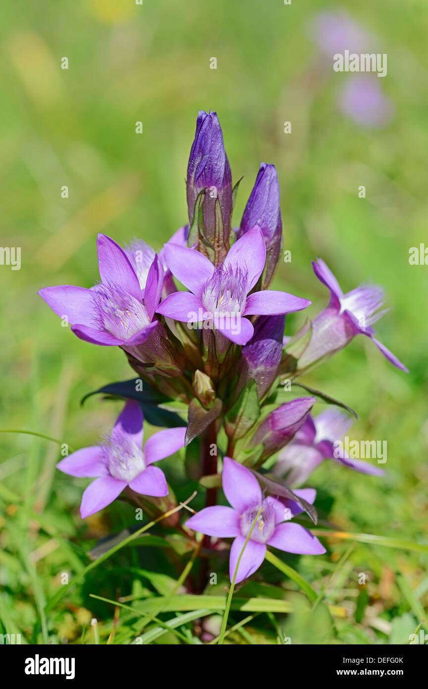 Chiltern Genziana o tedesco la genziana (Gentianella germanica, Gentiana germanica), Werdenfelser Land, Alta Baviera, Baviera Foto Stock