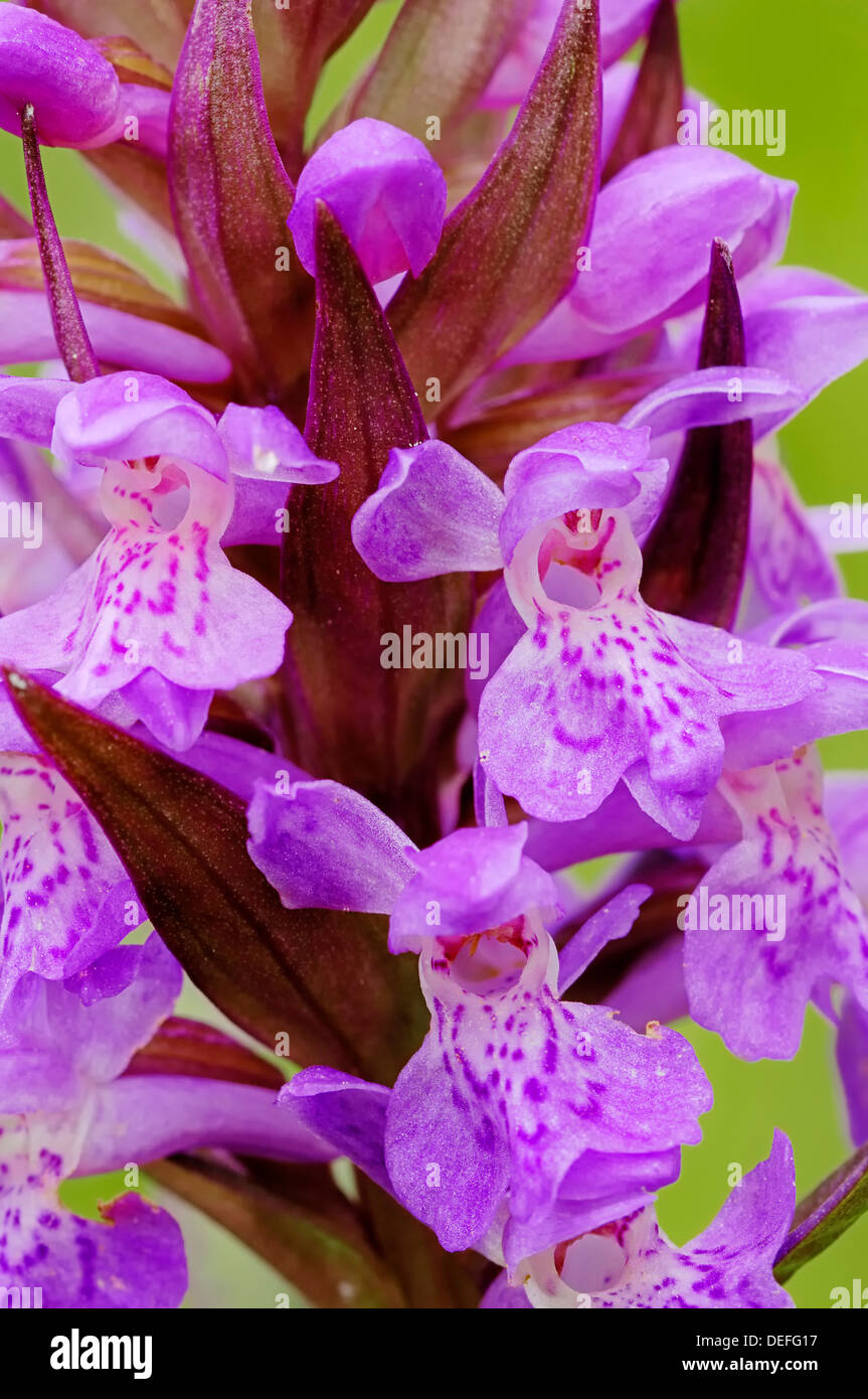 Western Marsh Orchid o di latifoglie orchidea palustre (Dactylorhiza majalis), fiori, Nord Reno-Westfalia, Germania Foto Stock