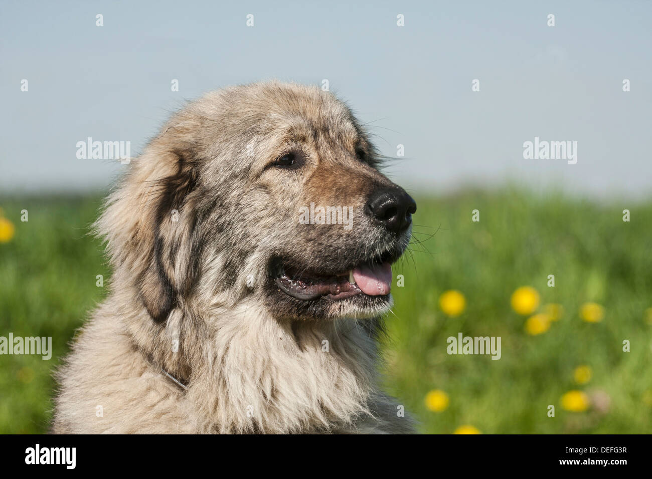 Pastore del Caucaso cane, bestiame cane custode Foto Stock