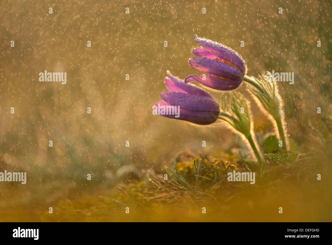 "Pasque comune fiore o Dane il sangue (Pulsatilla vulgaris) in drizzling pioggia, Sassonia-Anhalt, Germania Foto Stock