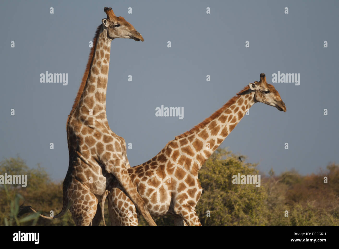 Giraffe (Giraffa camelopardalis), accoppiamento, il Parco Nazionale di Etosha, Regione di Kunene, Namibia Foto Stock