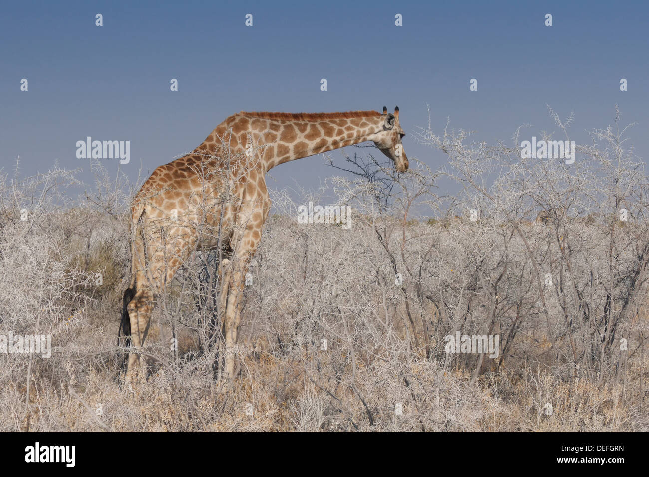 Giraffe (Giraffa camelopardalis), il Parco Nazionale di Etosha, Regione di Kunene, Namibia Foto Stock