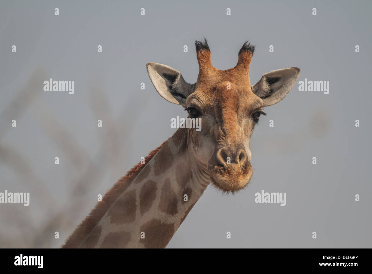Giraffe (Giraffa camelopardalis), ritratto, il Parco Nazionale di Etosha, Regione di Kunene, Namibia Foto Stock