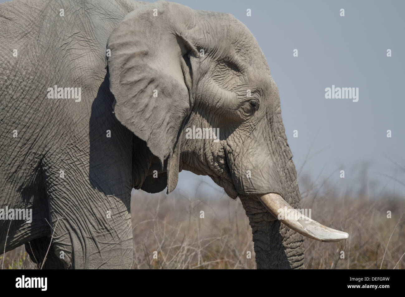 Bush africano Elefante africano (Loxodonta africana), il Parco Nazionale di Etosha, Regione di Kunene, Namibia Foto Stock