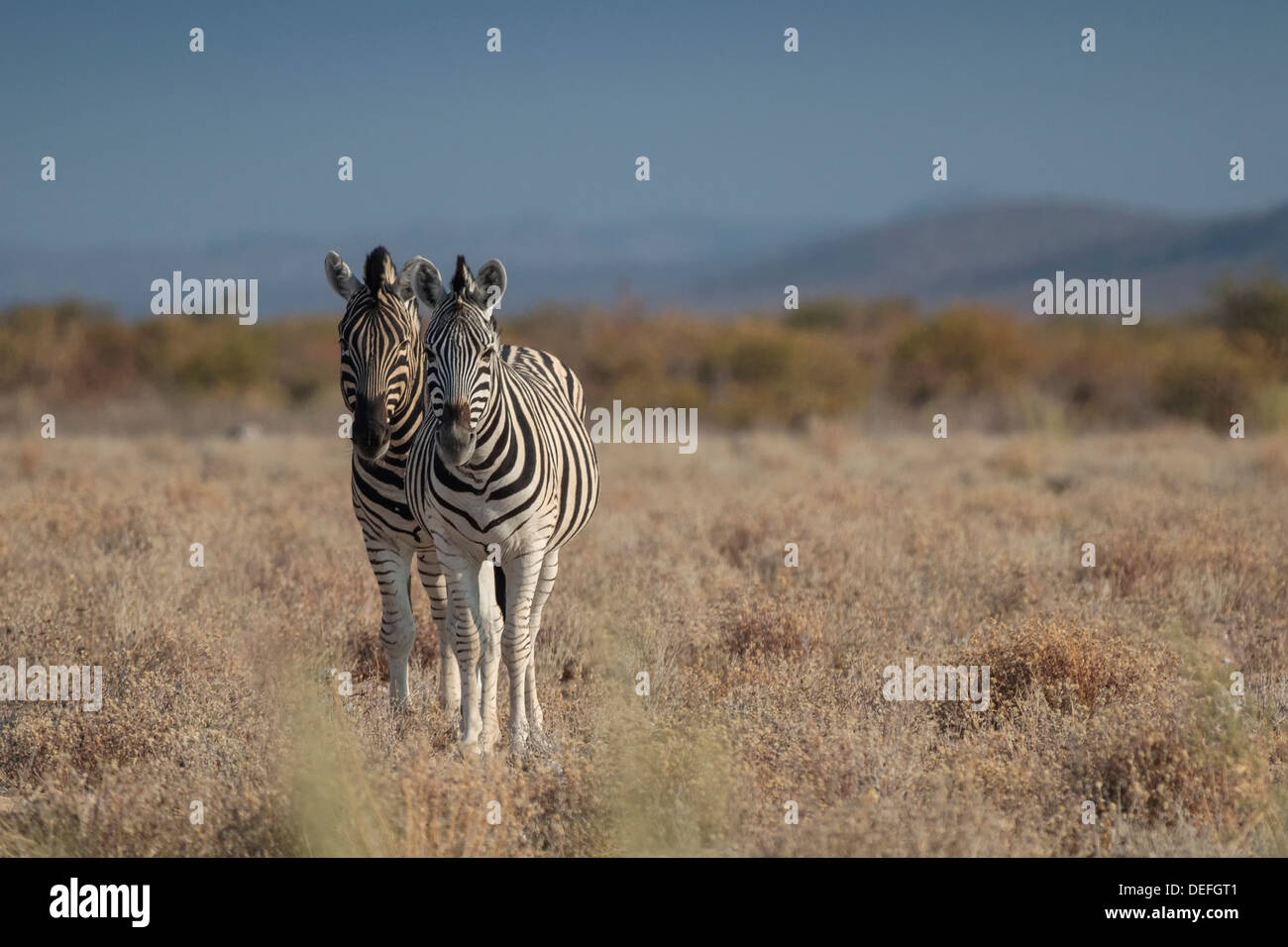 La Burchell zebre o pianure zebre (Equus quagga), il Parco Nazionale di Etosha, Regione di Kunene, Namibia Foto Stock
