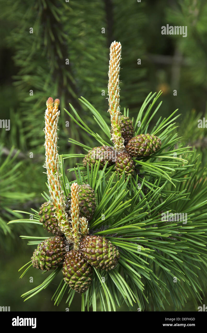 Nuova molla albero di pino spara con pigne in Winnipeg, Manitoba Canada  Foto stock - Alamy