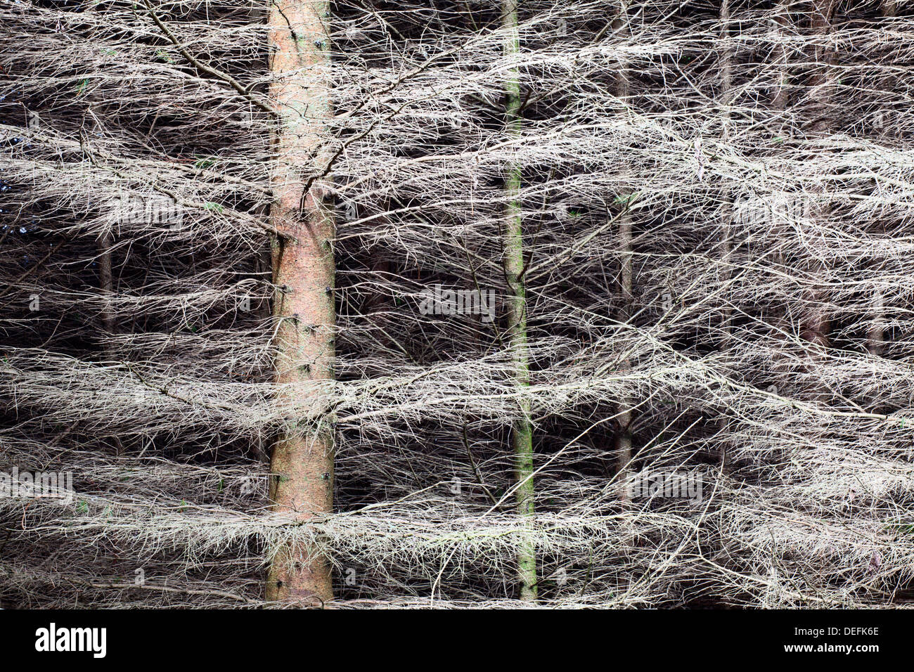 Scintillanti alberi di pino in Nidd Gorge, Knaresborough, nello Yorkshire, Inghilterra, Regno Unito, Europa Foto Stock