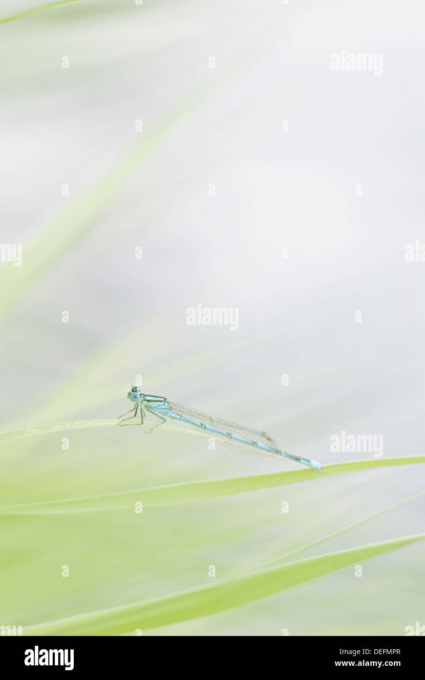 Libellula Foto Stock