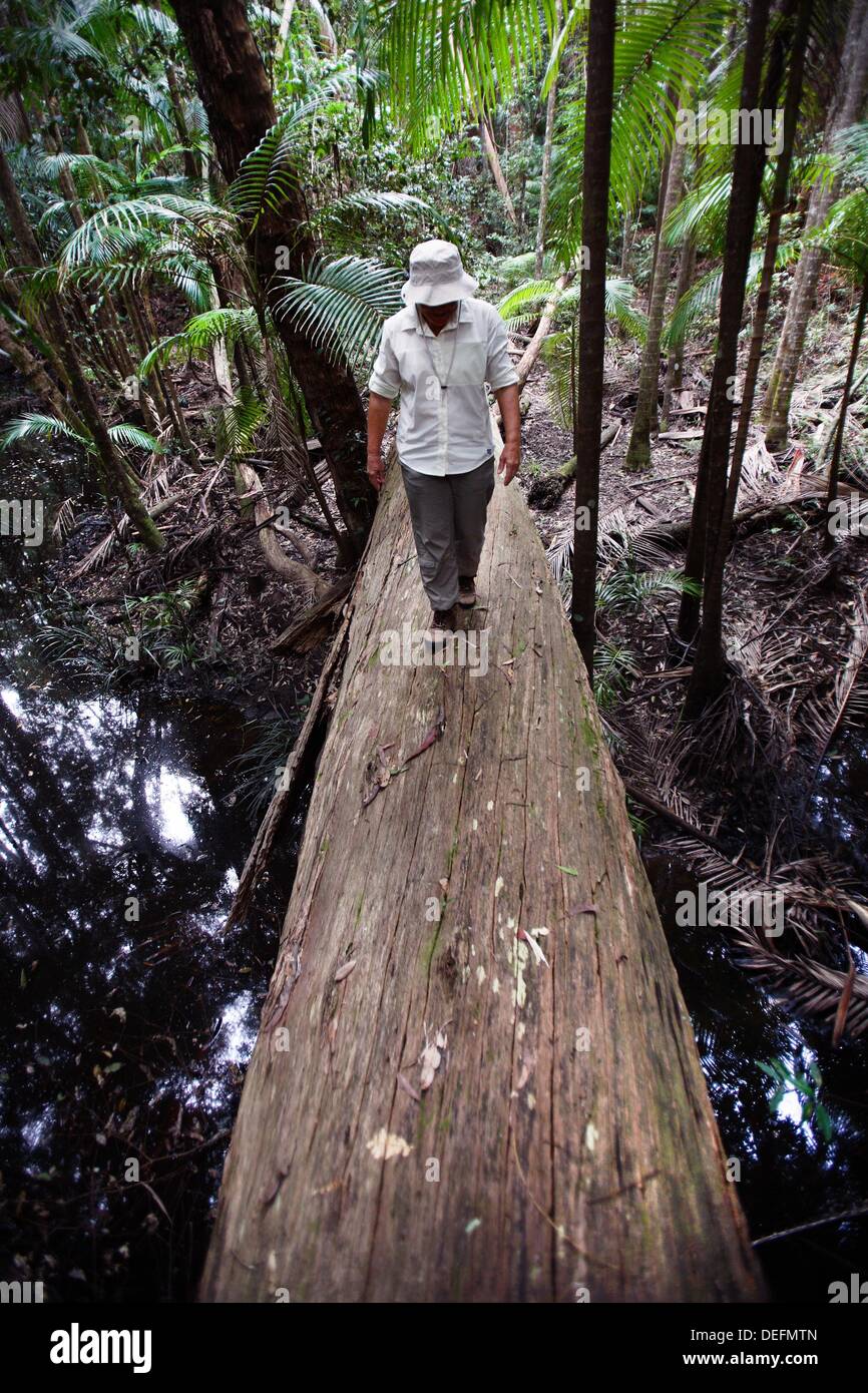 Bushwalker su un log di Sunshine Coast grande entroterra a piedi, Queensland, Australia Foto Stock