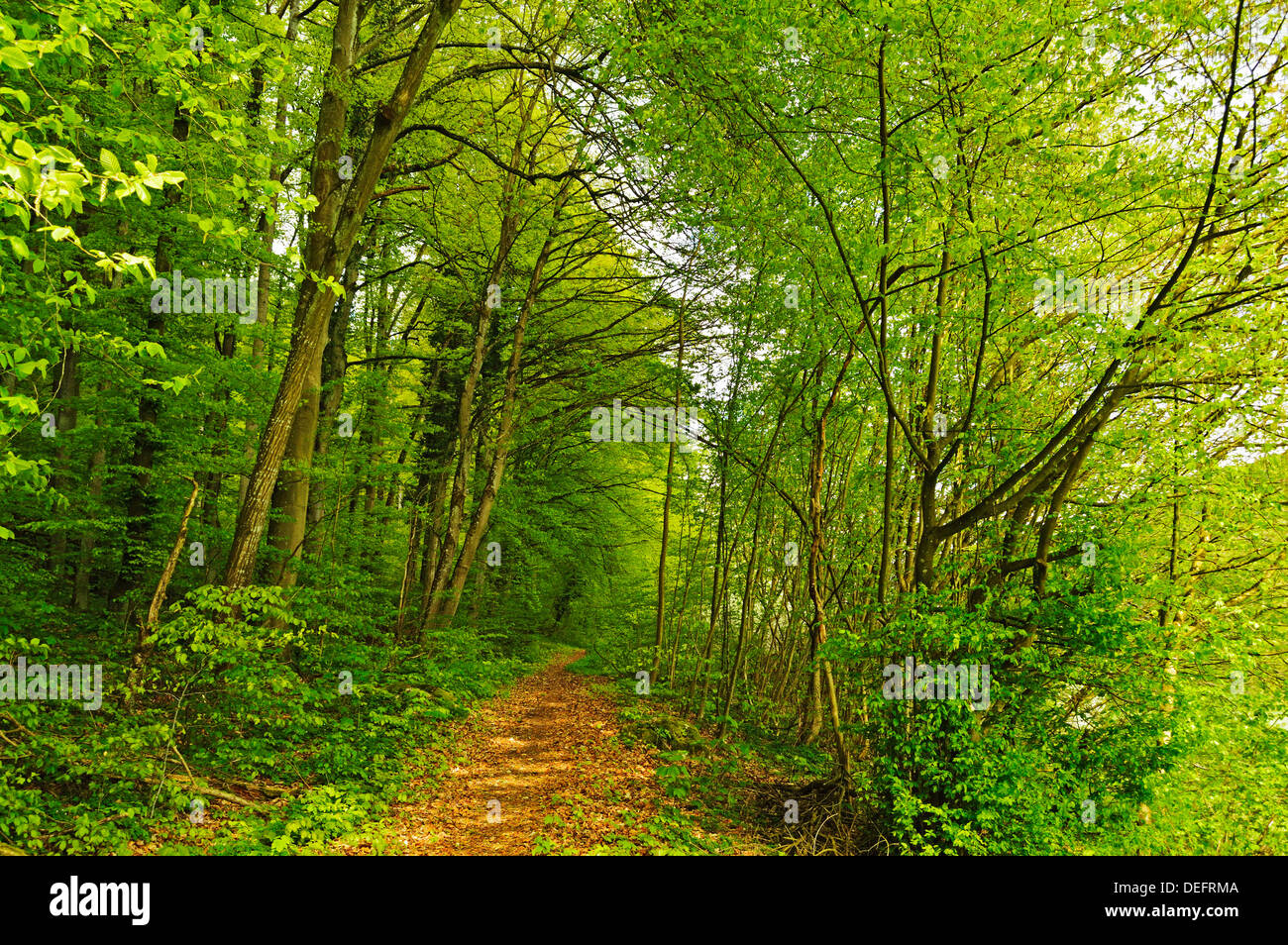 Foresta di faggio, Altmuehl Valley, Baviera, Germania, Europa Foto Stock