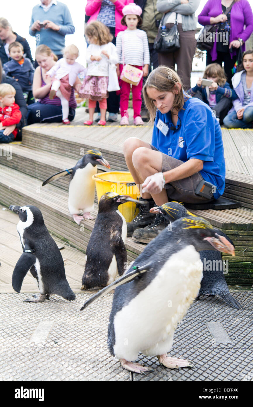 Living Coasts Torquay custode dello zoo alimentando i pinguini. Foto Stock