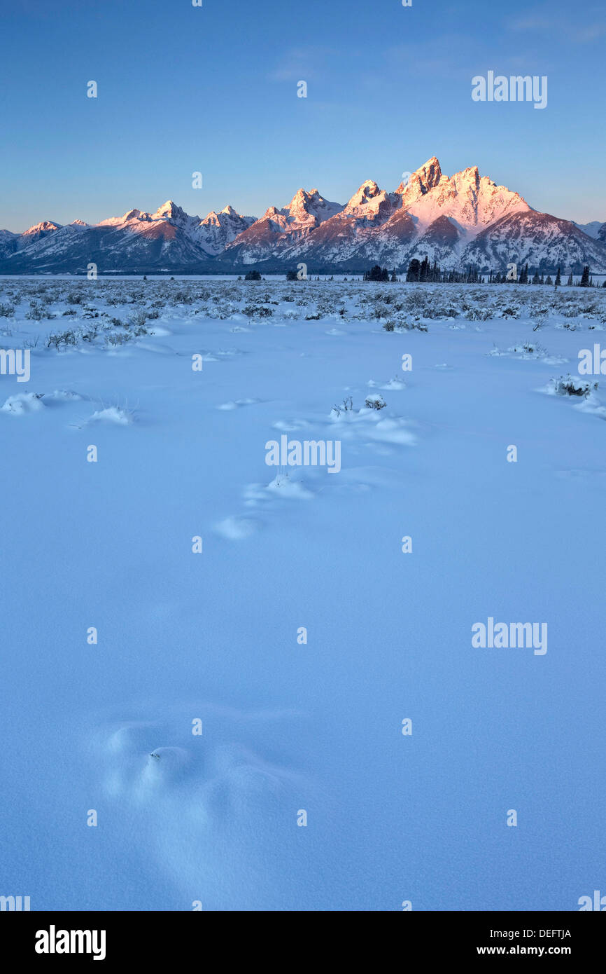 La gamma Teton alla prima luce dopo una neve fresca, il Parco Nazionale del Grand Teton, Wyoming negli Stati Uniti d'America, America del Nord Foto Stock