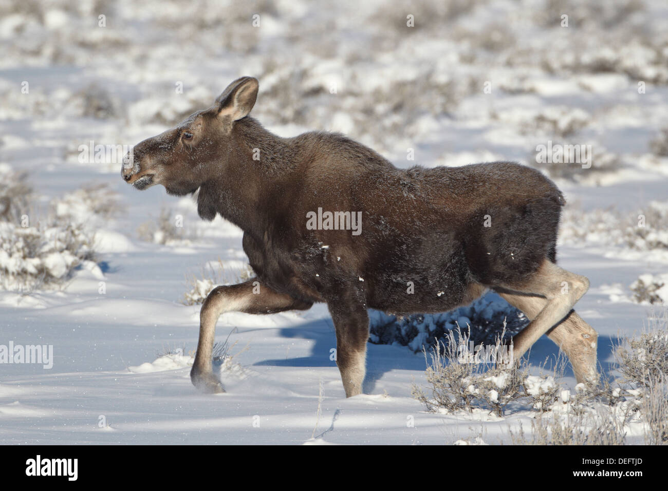 Alci (Alces alces) vitello su un inverno mattina, Grand Teton National Park, Wyoming negli Stati Uniti d'America, America del Nord Foto Stock