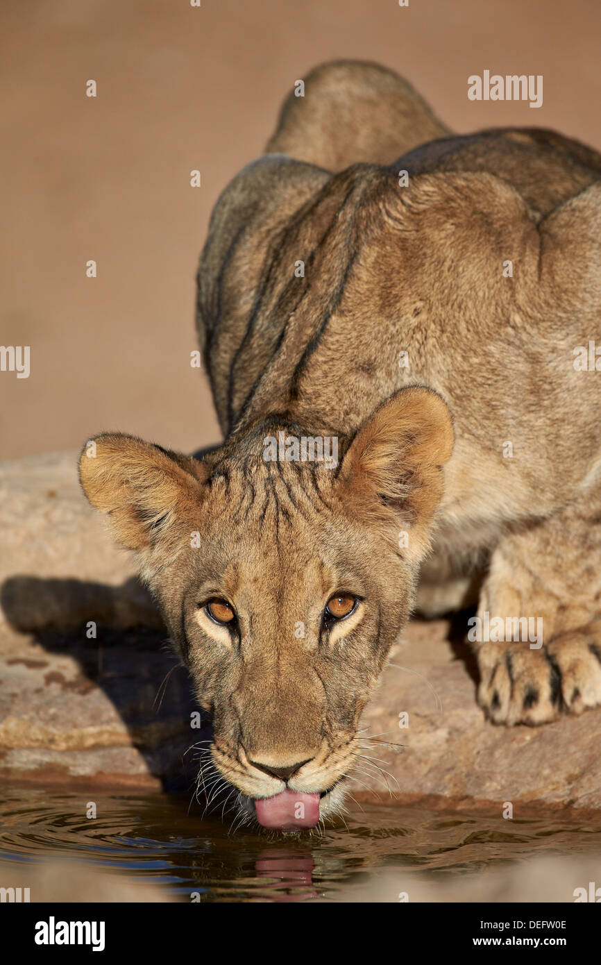 Lion (Panthera leo) cub bere, Kgalagadi Parco transfrontaliero, ex Kalahari Gemsbok National Park, Sud Africa Foto Stock