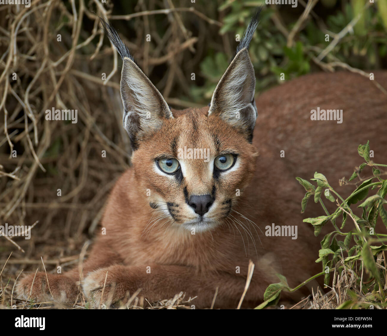 (Caracal Caracal caracal), Addo Elephant National Park, Sud Africa e Africa Foto Stock