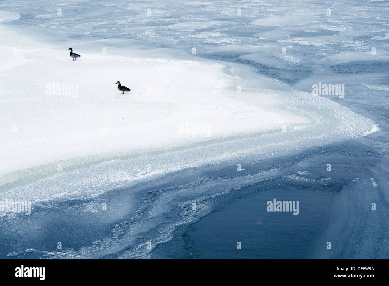 Due anatre rimanere sul ghiaccio fresco da inizio inverno Foto Stock
